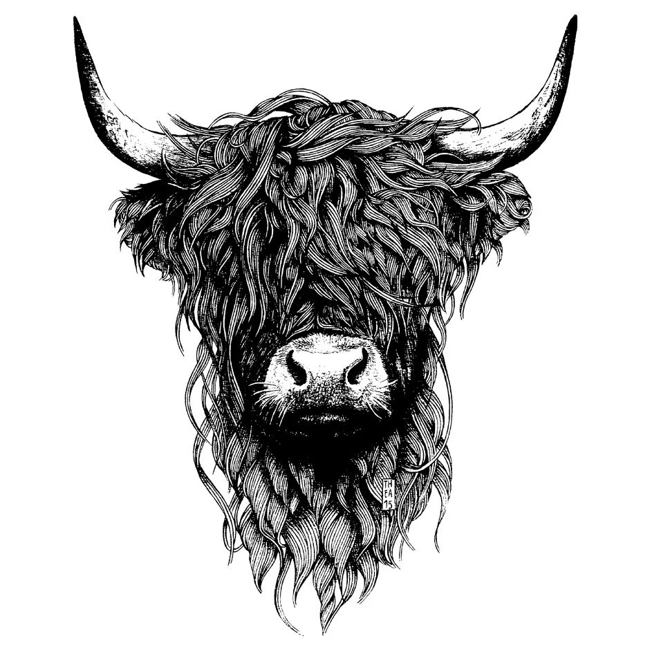 Highland Cattle - Image 3